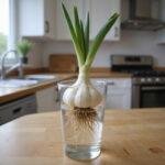 Garlic clove with roots sprouting in water, ready for planting in the garden.